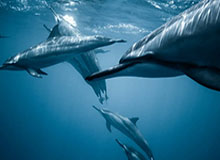 开云：引领奢侈品世界的创新之风